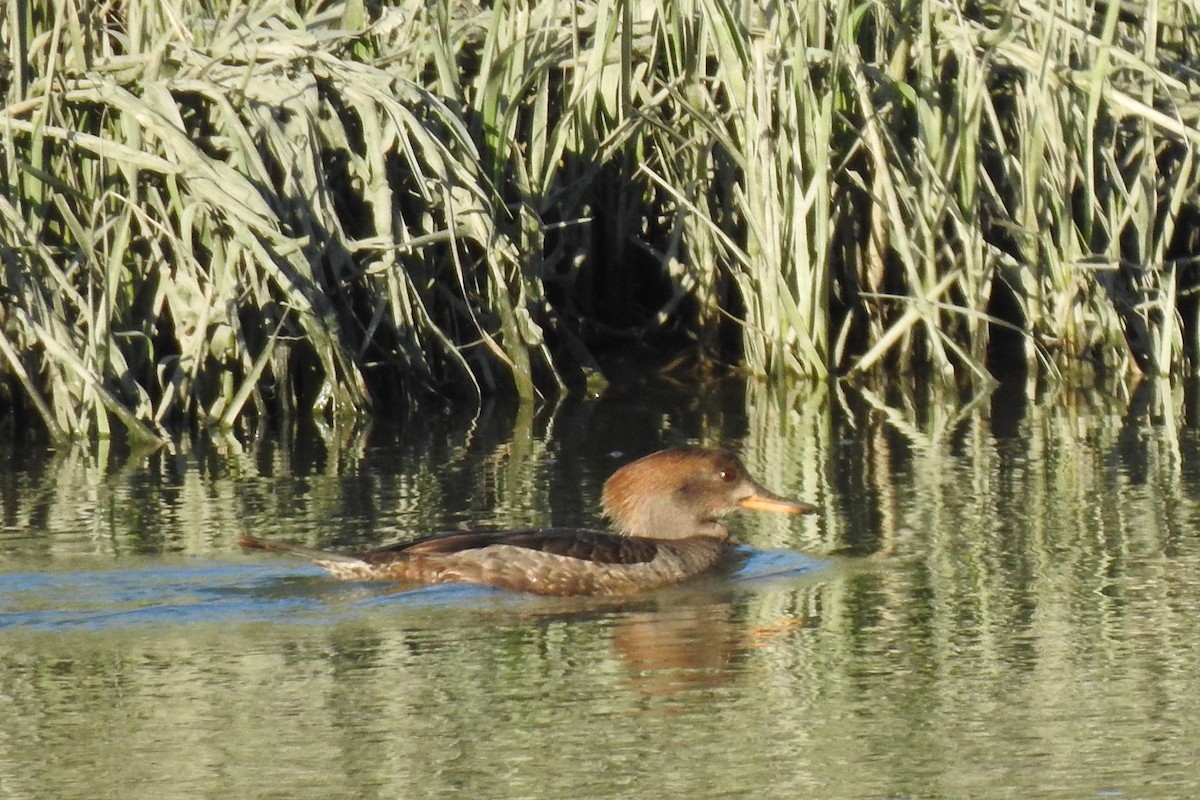 Hooded Merganser - ML428131821