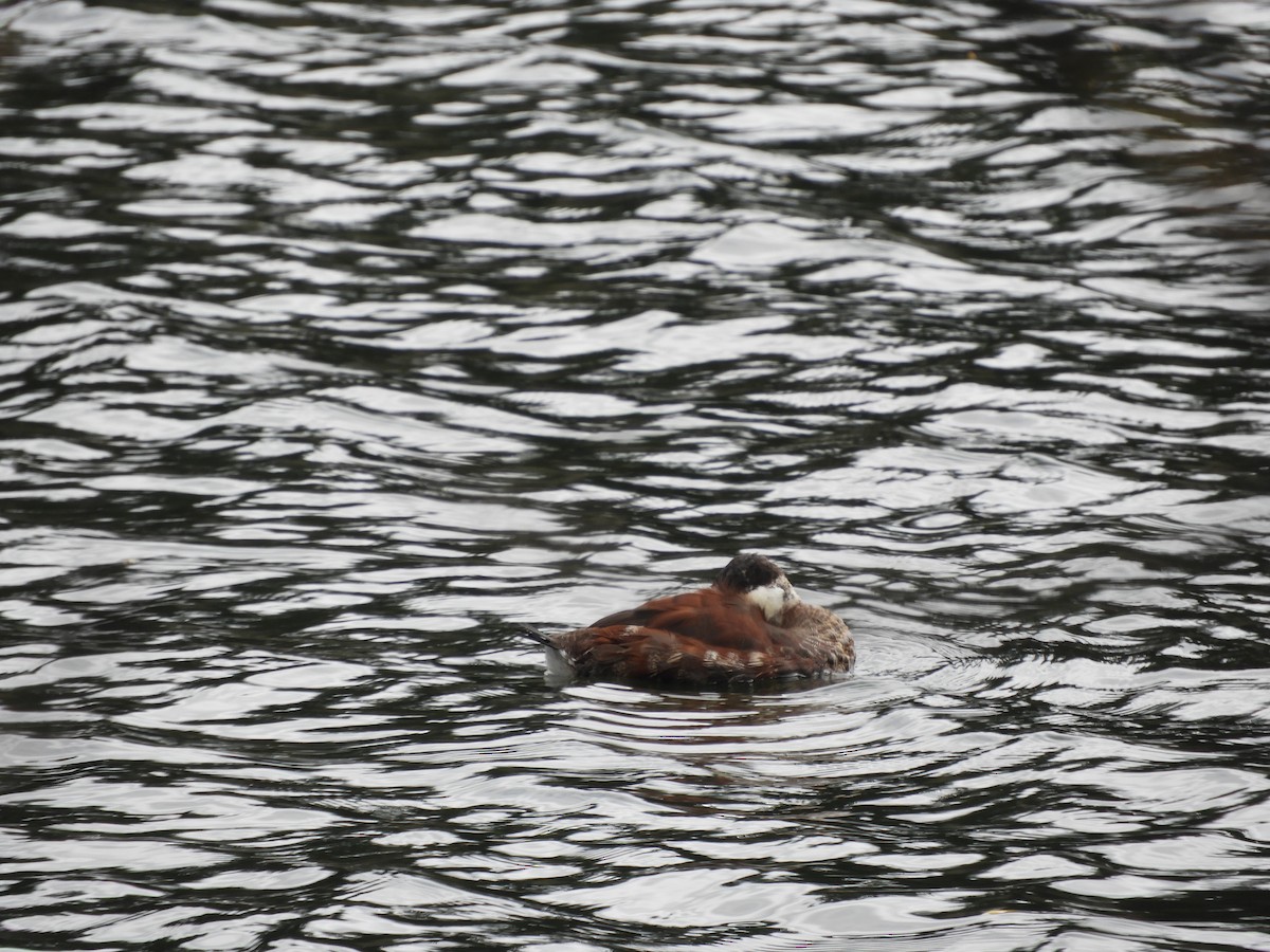 Ruddy Duck - Cherie St.Ours