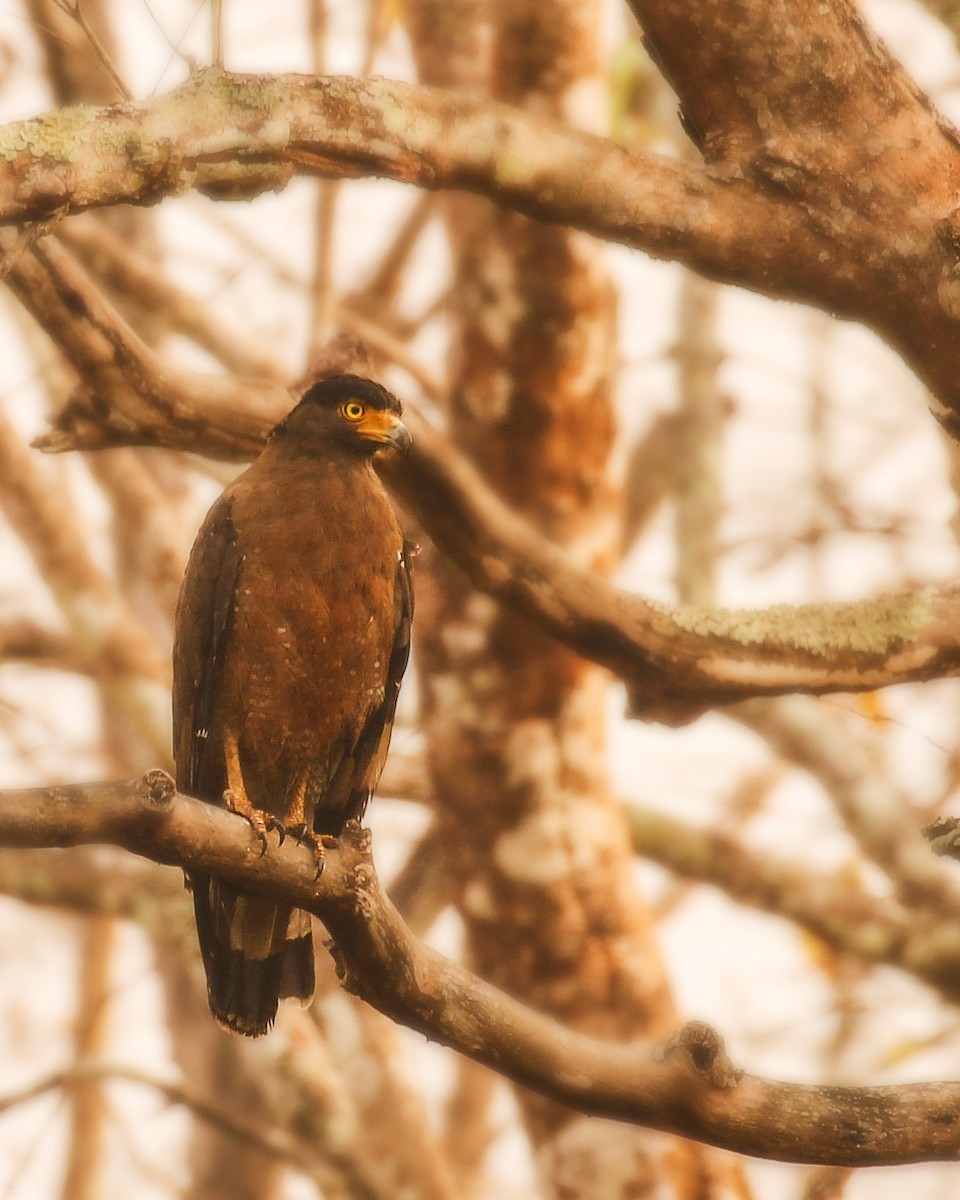 Crested Serpent-Eagle - ML428132501