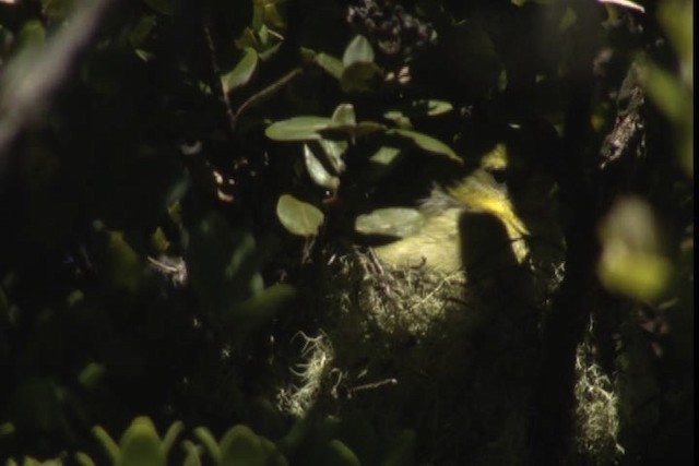 Maui Parrotbill - ML428133