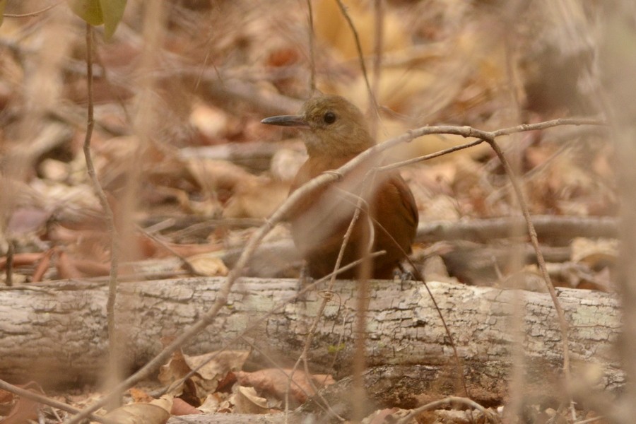 Rufous-breasted Leaftosser - ML42813301