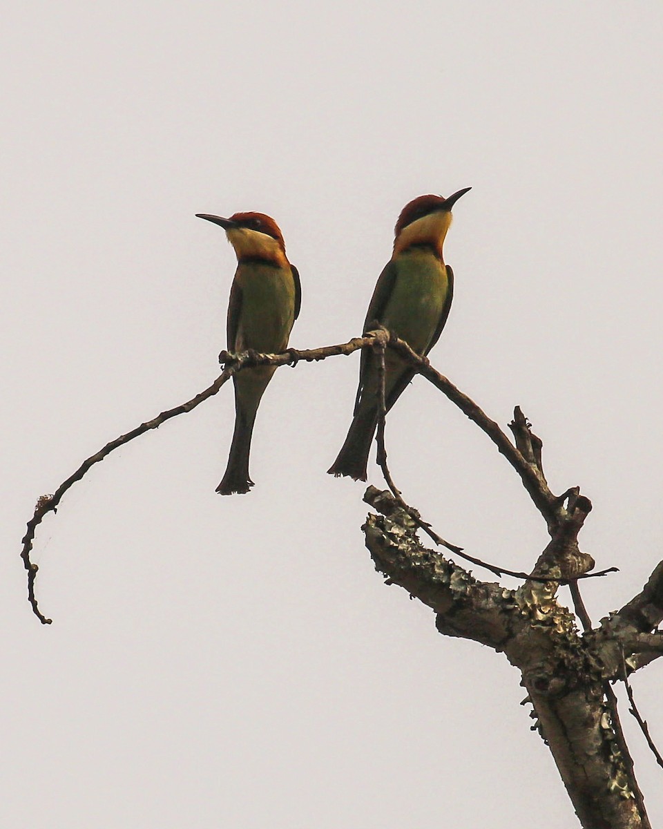 Chestnut-headed Bee-eater - ML428133931