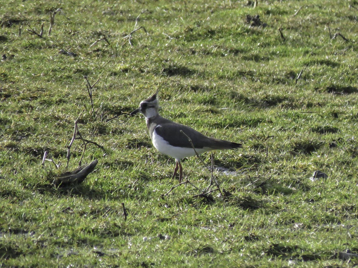 Northern Lapwing - Sebastián Pardo