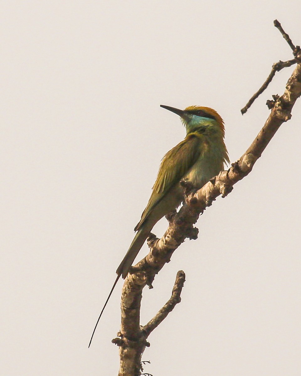 Asian Green Bee-eater - ML428134731