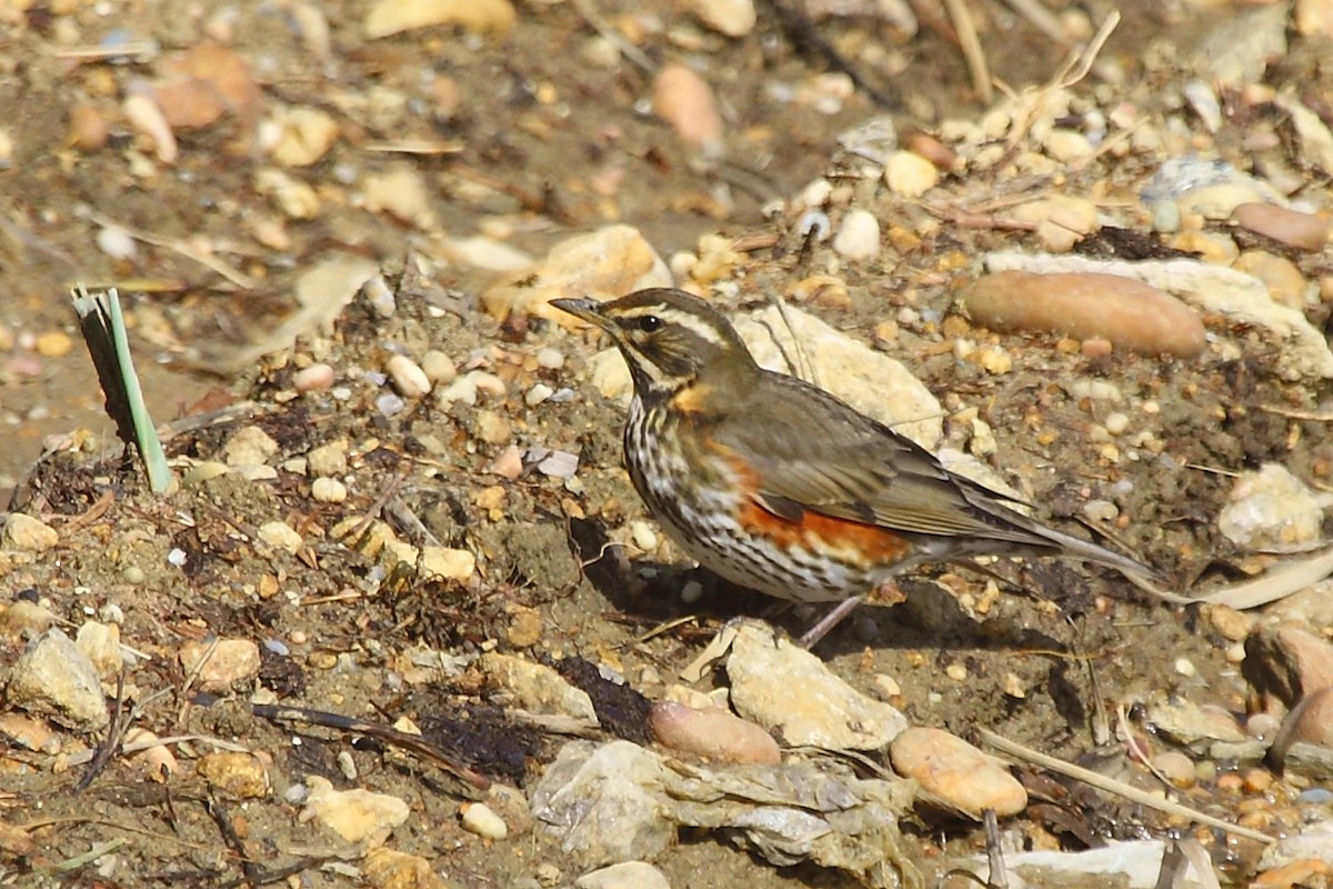 Redwing - António Gonçalves