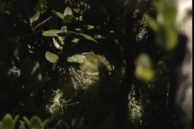 Maui Parrotbill - ML428135