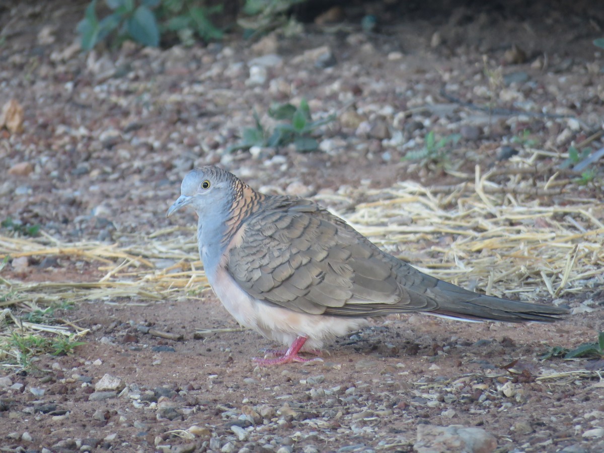 Bar-shouldered Dove - Greg Neill