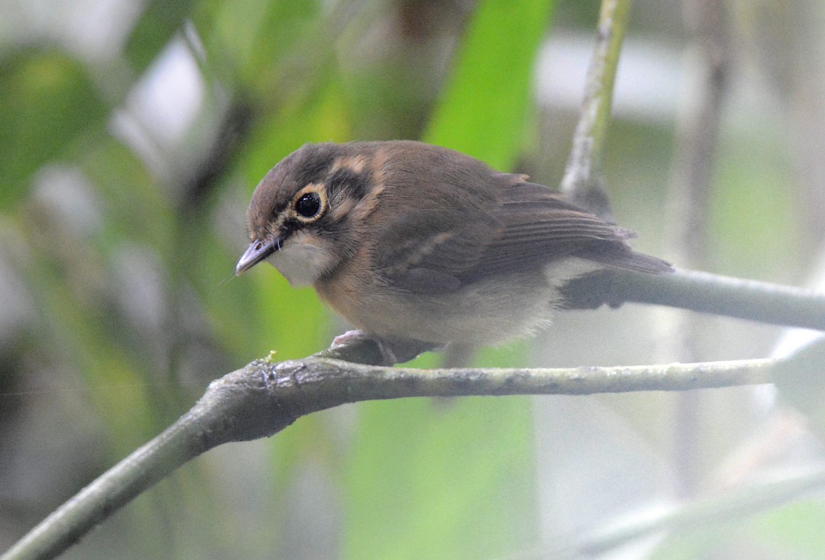 White-throated Spadebill (Western) - ML428135541