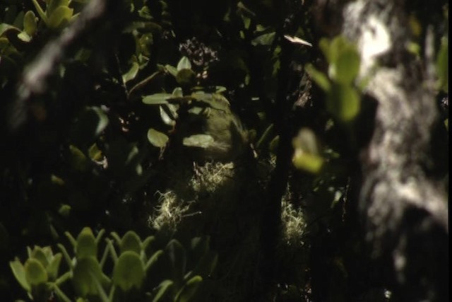 Maui Parrotbill - ML428137