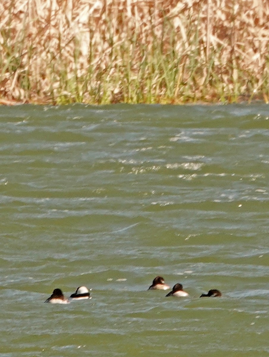 Bufflehead - Diane Drobka