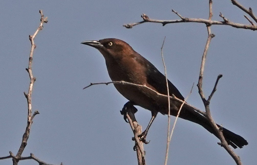 Great-tailed Grackle - Diane Drobka