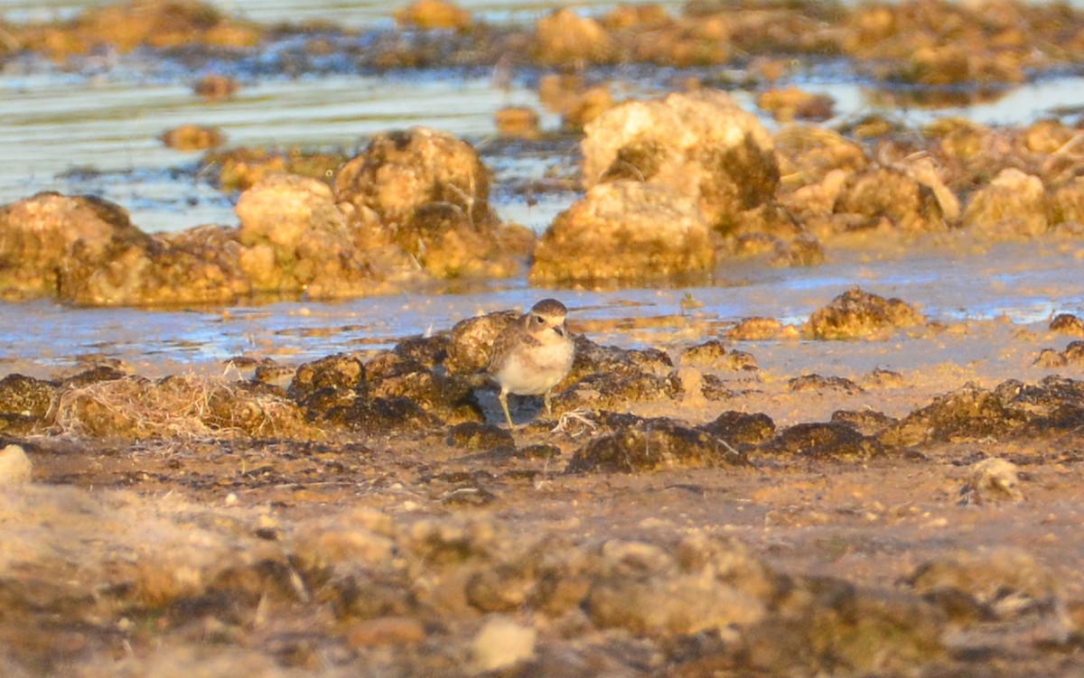 Double-banded Plover - Rachel Olsen