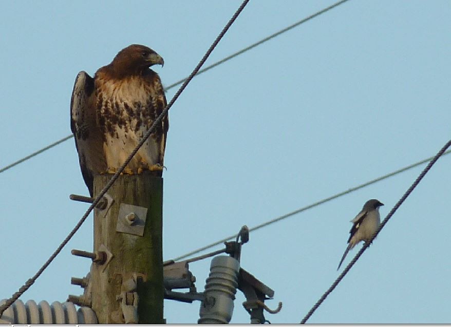 Red-tailed Hawk (umbrinus) - Bill Pranty