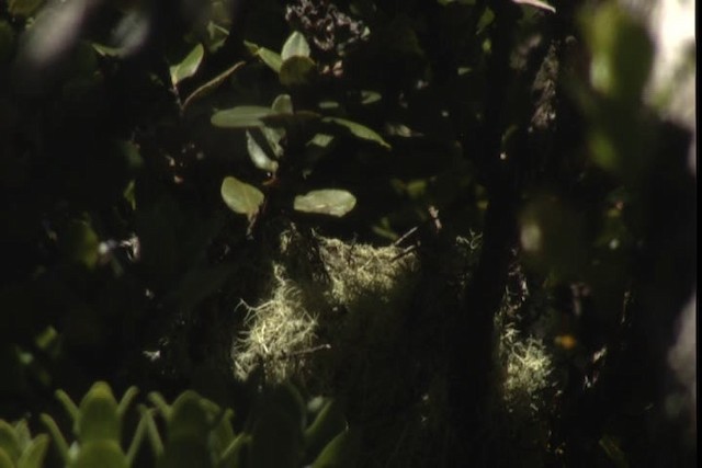 Maui Parrotbill - ML428139