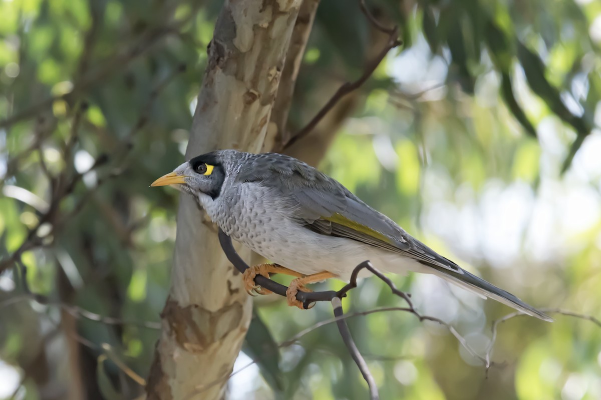 Noisy Miner - ML428139771