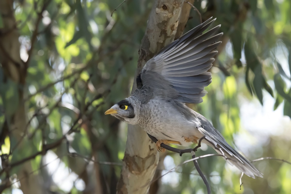 Noisy Miner - ML428139781