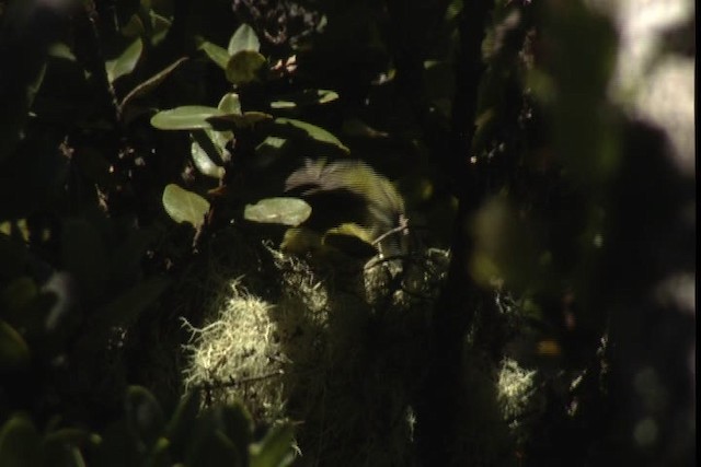 Maui Parrotbill - ML428141