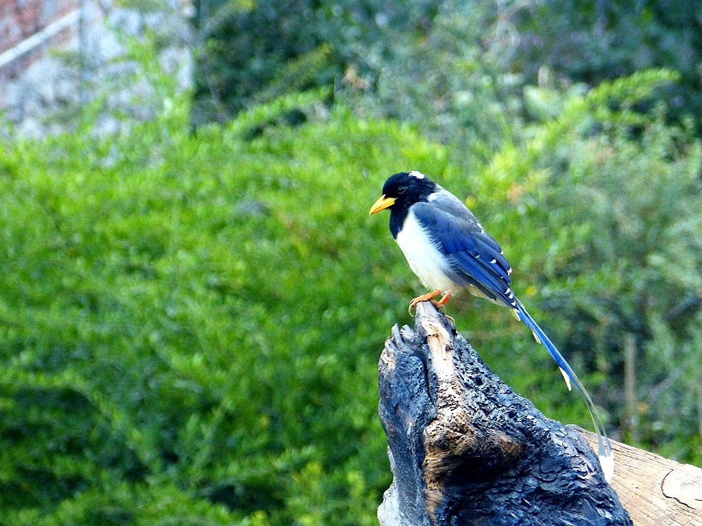 Yellow-billed Blue-Magpie - ML42814101