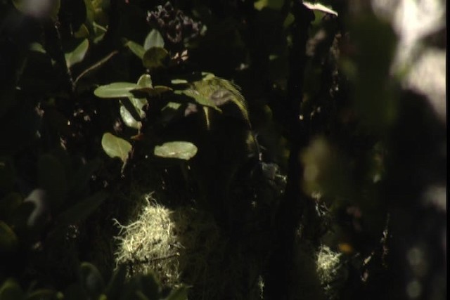 Maui Parrotbill - ML428142