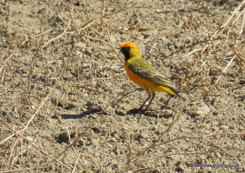 Epthianure orangée - ML42814241