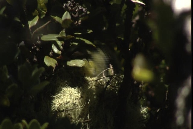 Maui Parrotbill - ML428143