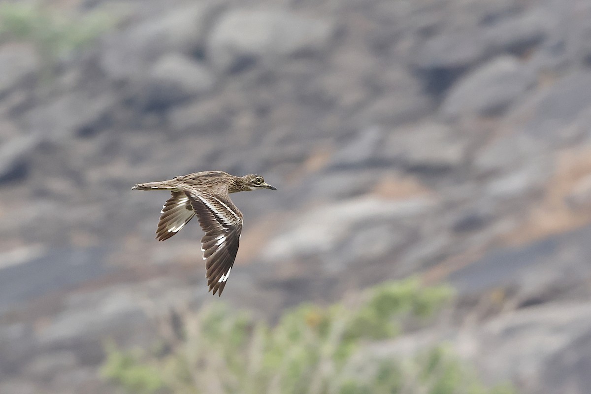 Indian Thick-knee - ML428143961