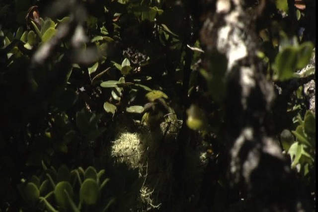 Maui Parrotbill - ML428144