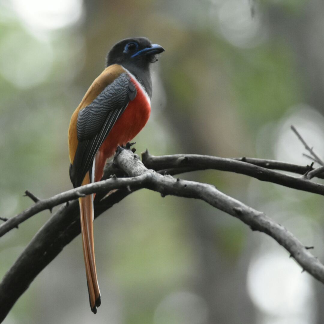 trogon indický - ML42814431