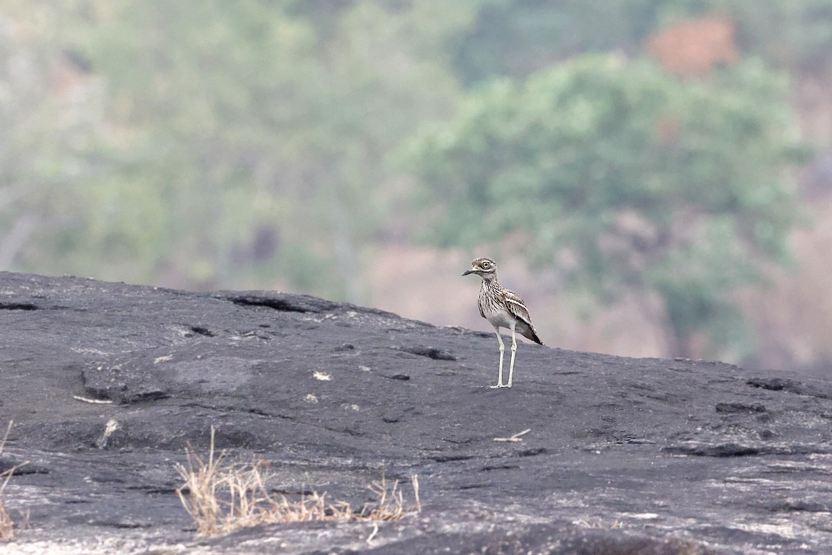 Indian Thick-knee - Novelkumar M S