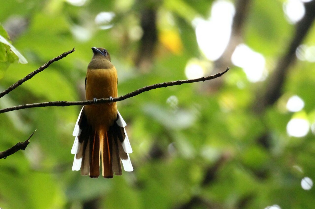 trogon indický - ML42814461