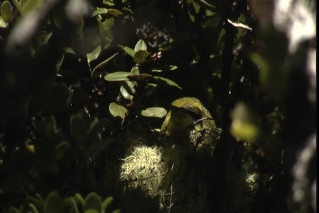 Maui Parrotbill - ML428145