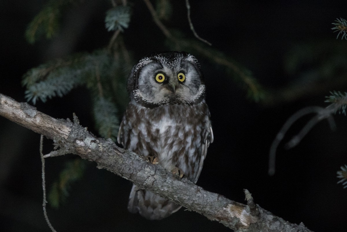 Hontz boreala - ML428146041