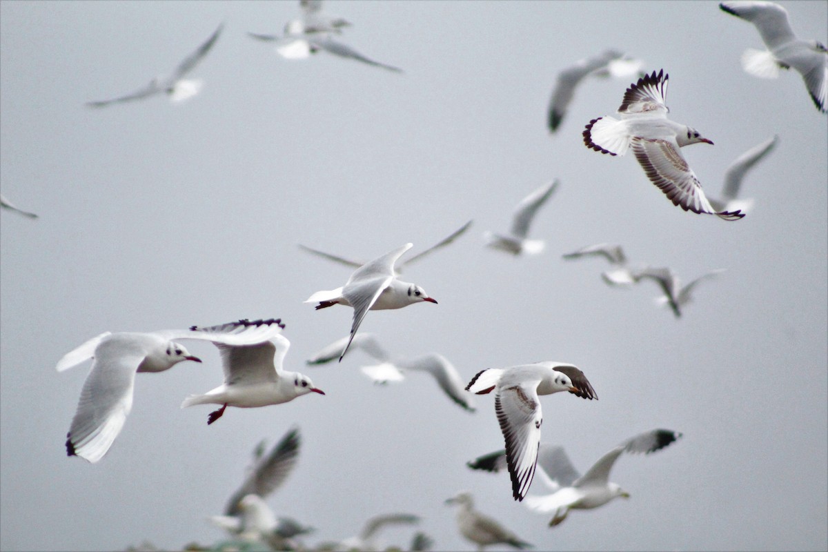 Black-headed Gull - Josip Turkalj