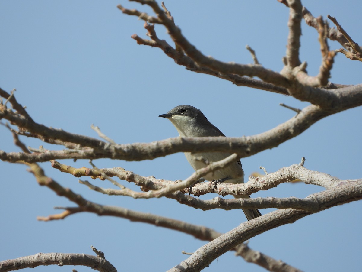 Lesser Whitethroat - ML428146141