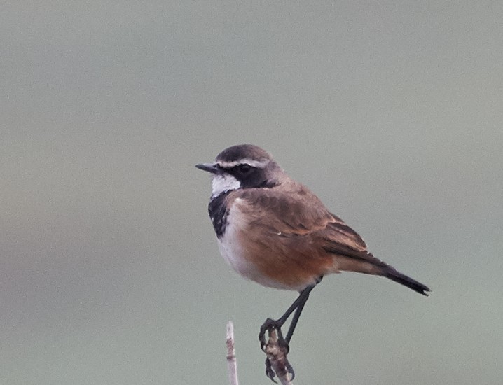 Capped Wheatear - ML42814631