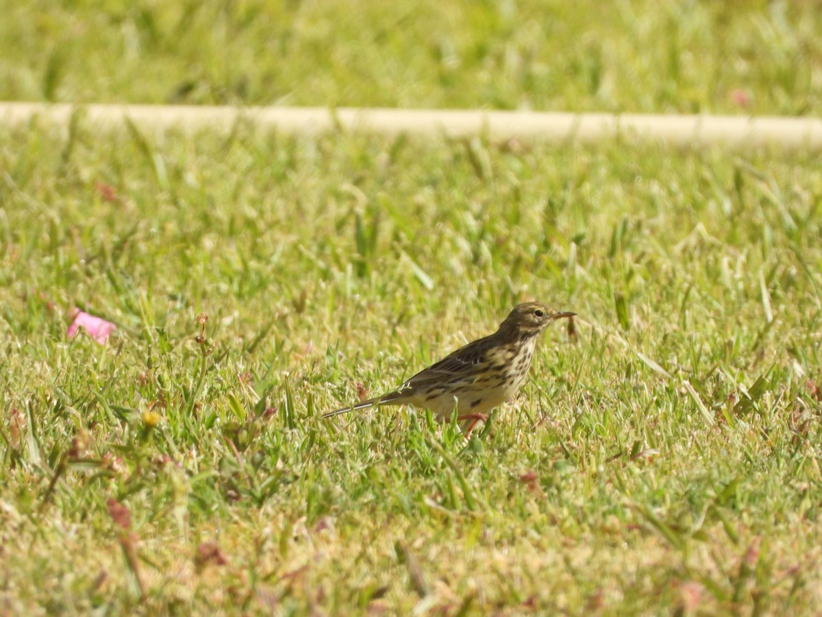 Meadow Pipit - ML428146471