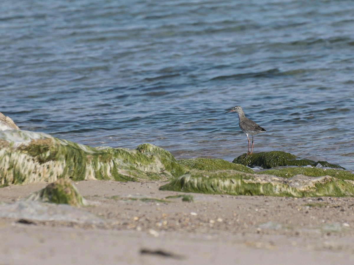 Common Redshank - ML428146711