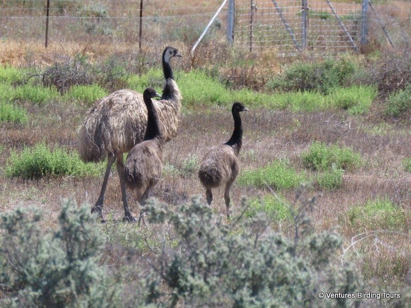 Émeu d'Australie - ML42814711