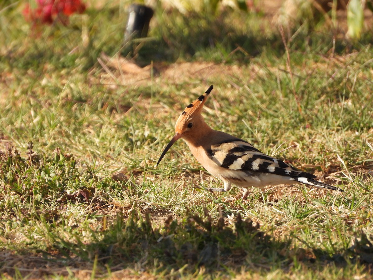 Eurasian Hoopoe - ML428147151