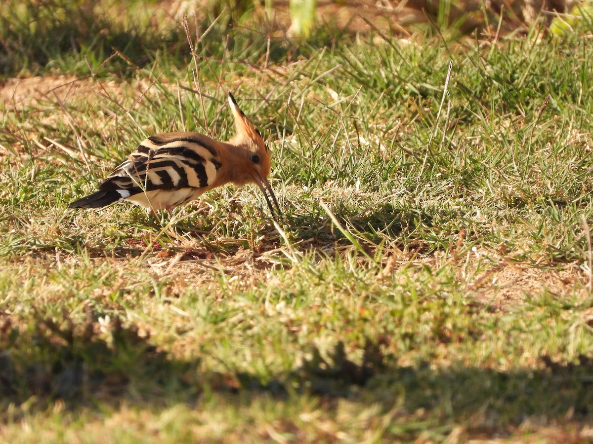 Eurasian Hoopoe - ML428147171