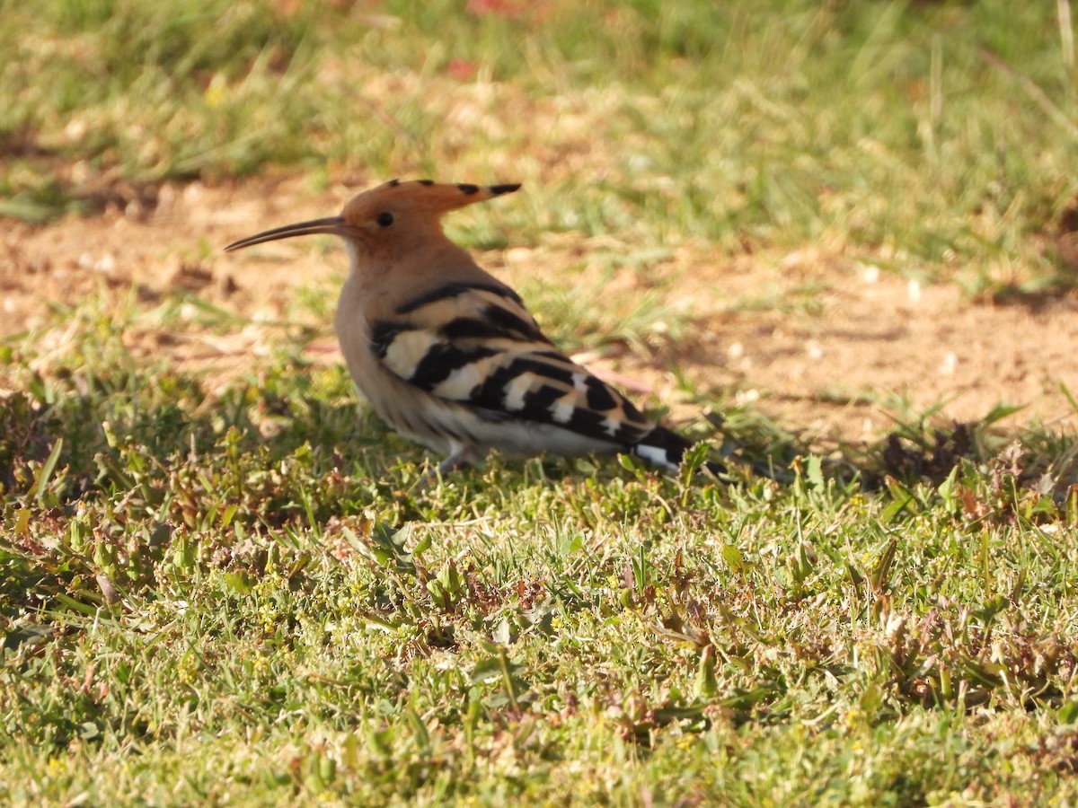 Eurasian Hoopoe - ML428147221