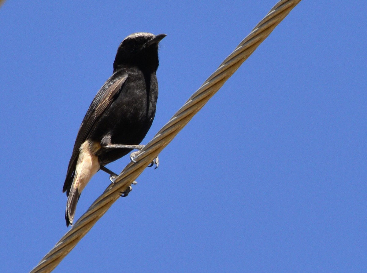Abyssinian Wheatear - ML428147341