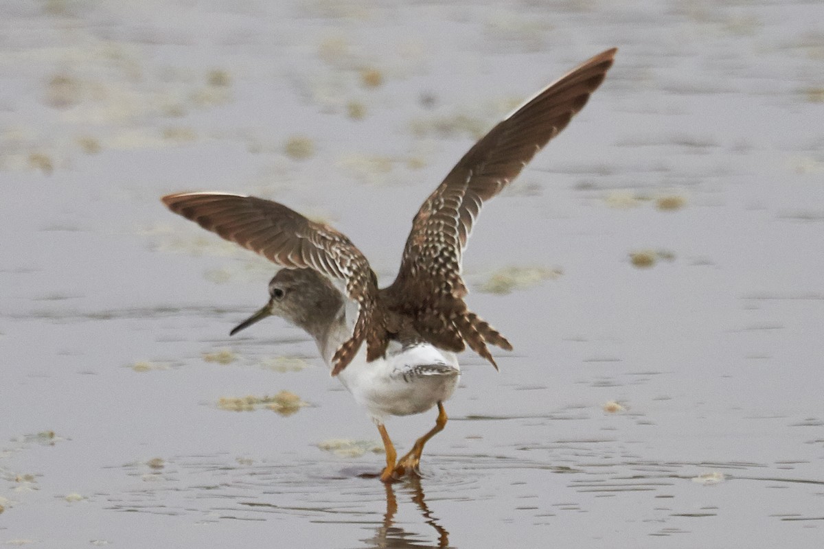 Wood Sandpiper - ML42814791