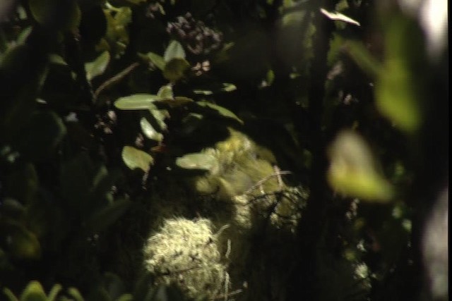 Maui Parrotbill - ML428149