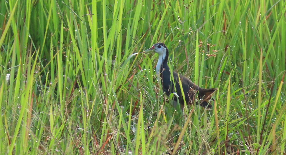 White-breasted Waterhen - Bilqis Hijjas