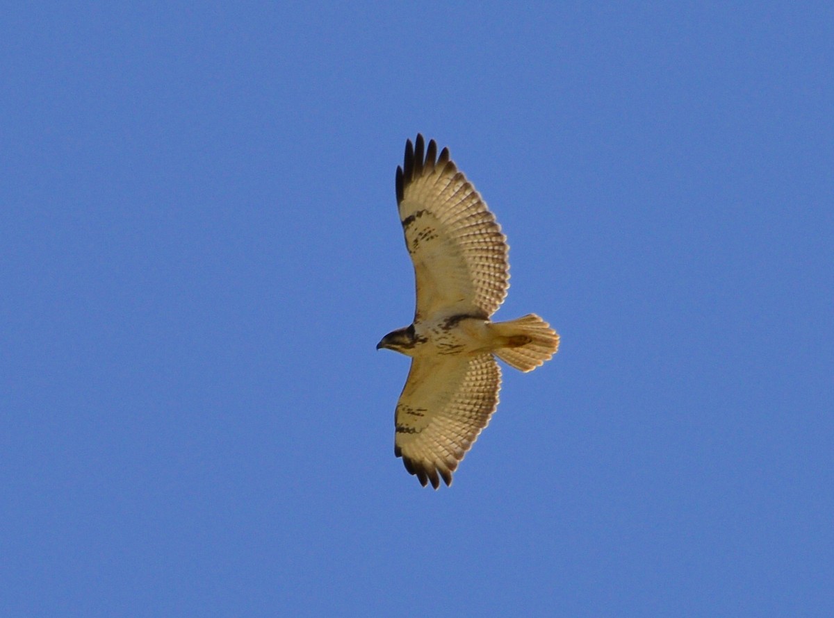 Augur Buzzard (Augur) - ML428149611