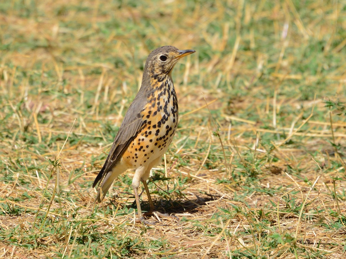 Ethiopian Thrush - ML428149621
