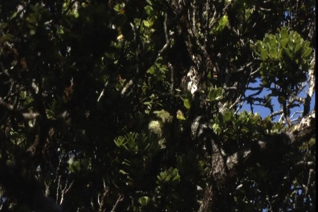 Maui Parrotbill - ML428150