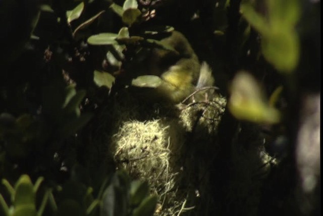 Maui Parrotbill - ML428151