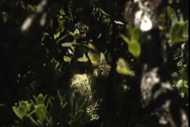 Maui Parrotbill - ML428152